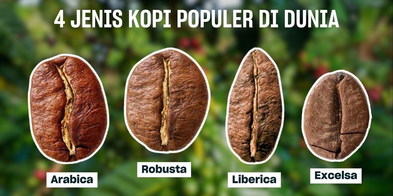 Menelusuri Varietas Kopi Terbaik Dari Arabika Hingga Robusta