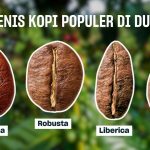 Menelusuri Varietas Kopi Terbaik Dari Arabika Hingga Robusta