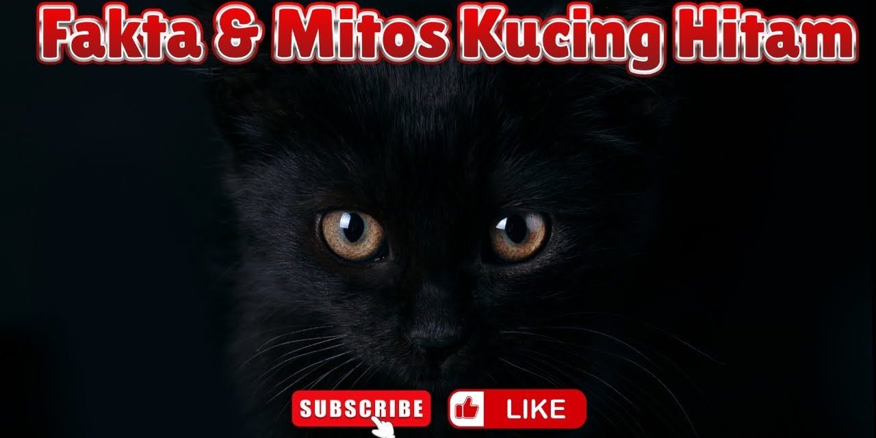 Misteri Kucing Bewarna Hitam Dan Kaitannya Dengan Dunia Mistis