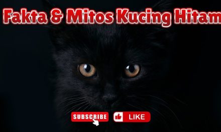 Misteri Kucing Bewarna Hitam Dan Kaitannya Dengan Dunia Mistis