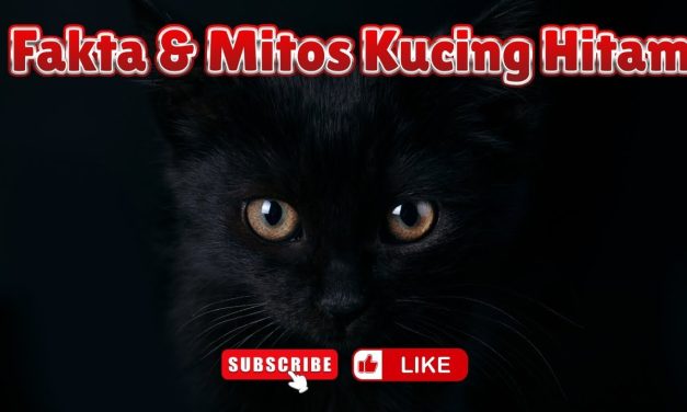 Misteri Kucing Bewarna Hitam Dan Kaitannya Dengan Dunia Mistis
