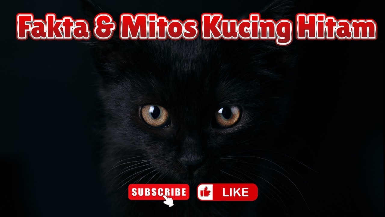 Misteri Kucing