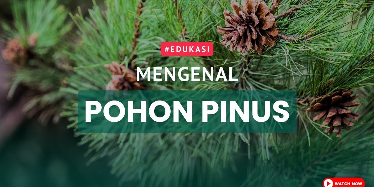 Manfaat Pohon Pinus Menjaga Keberlanjutan Ekosistem Hutan