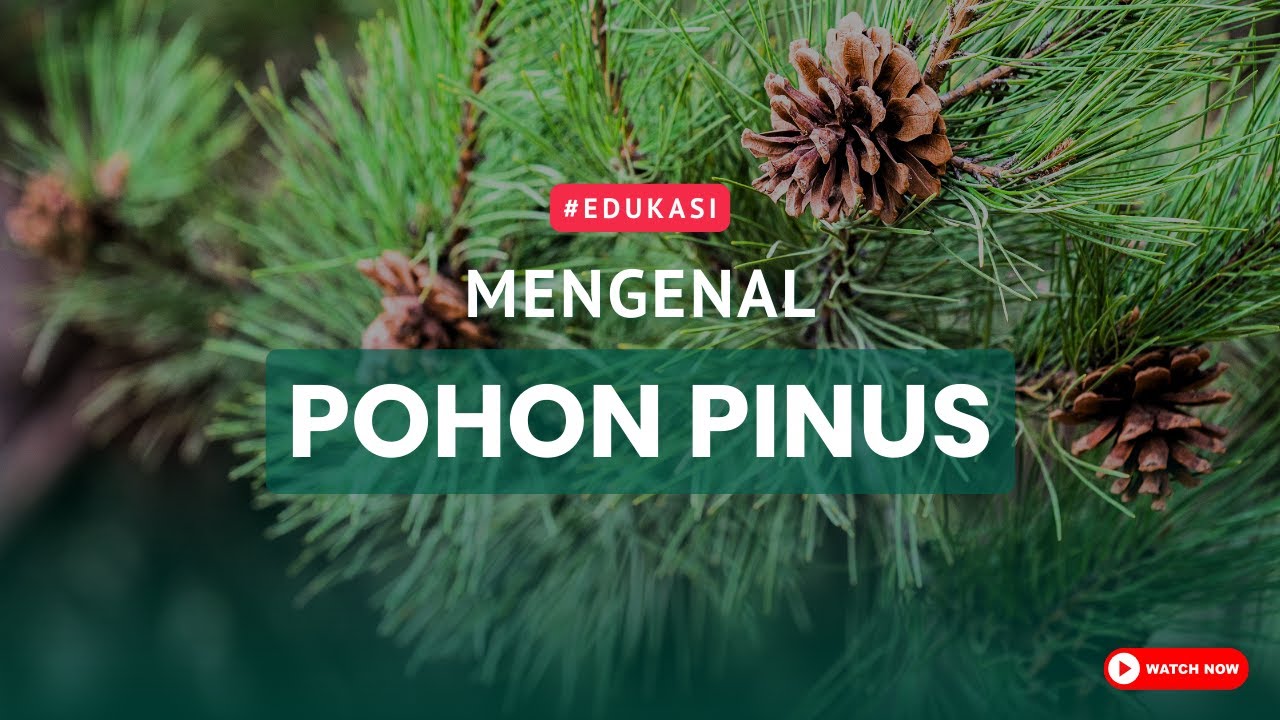 Manfaat Pohon