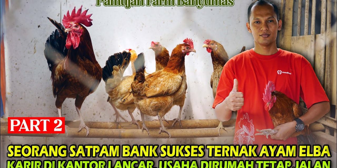 Bisnis Ternak Ayam Elba Memiliki Potensi Pasar Yang Menggiurkan