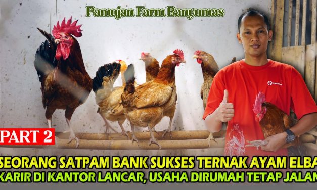 Bisnis Ternak Ayam Elba Memiliki Potensi Pasar Yang Menggiurkan
