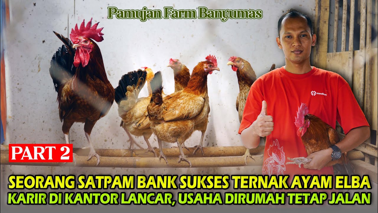 Bisnis Ternak Ayam