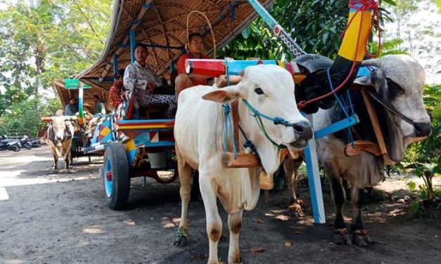 Hewan Bertenaga Kuda Yang Di Pakai Sebagai Transportasi