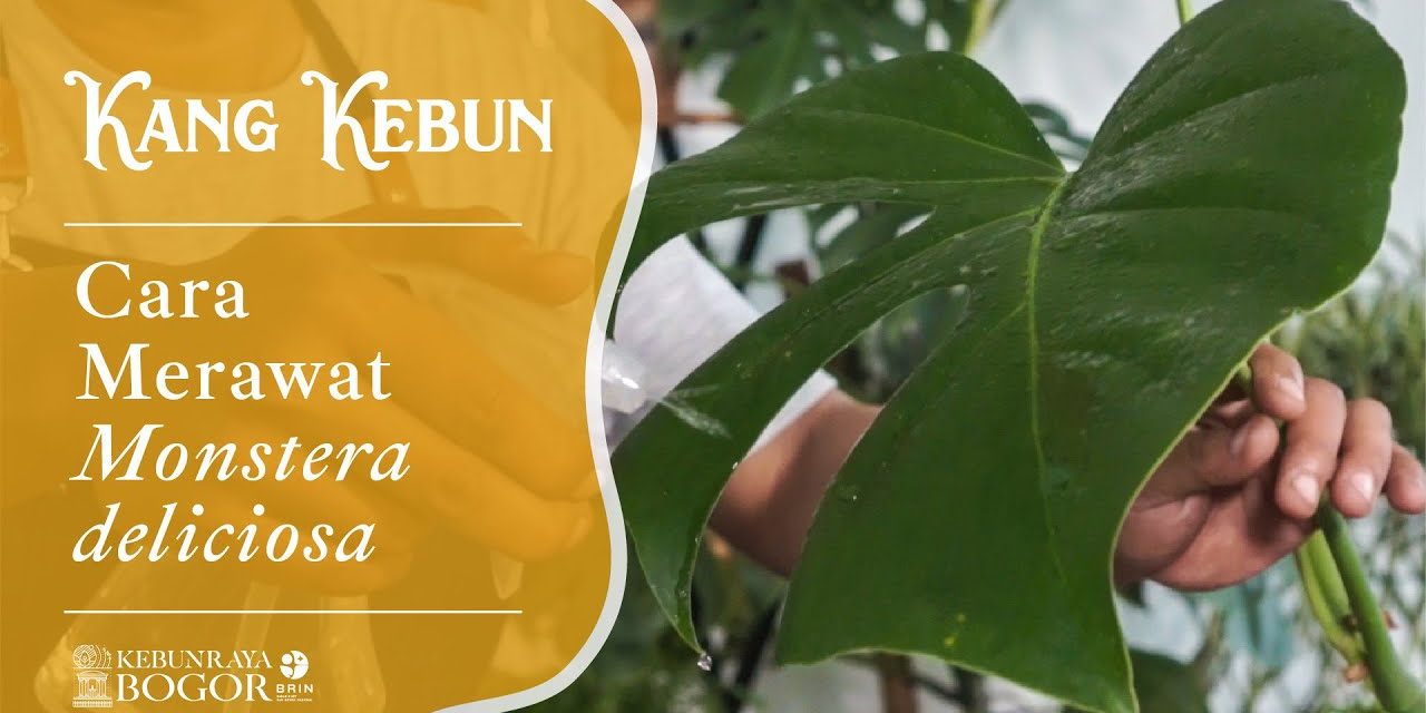 Cara Merawat Monstera Delicios Agar Eksotis Dan Menawan