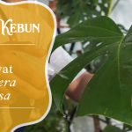 Cara Merawat Monstera Delicios Agar Eksotis Dan Menawan