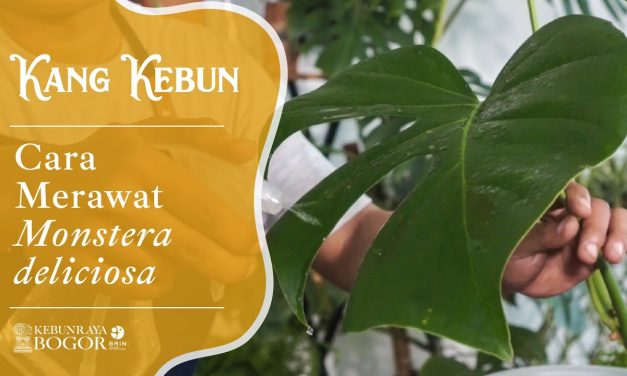 Cara Merawat Monstera Delicios Agar Eksotis Dan Menawan