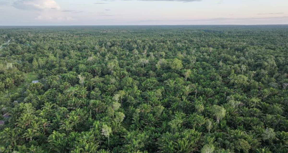 Dana Segar Rp275 Miliar Siap Sulap Hutan Indonesia Jadi Hijau