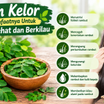 Daun Kelor Dan Manfaatnya Untuk Rambut Sehat Dan Berkilau
